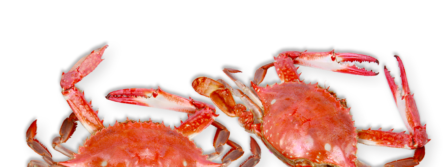slider_crabs.png